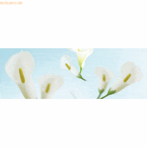 Ludwig Bähr Transparentpapier 115g/qm A4 VE=25 Blatt Flora Calla